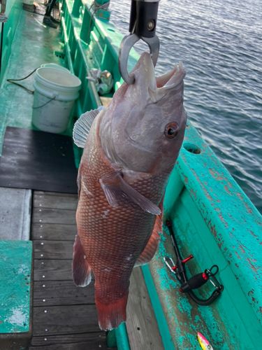 コブダイの釣果