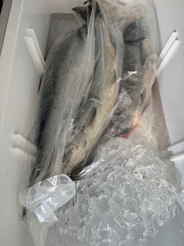 サケの釣果