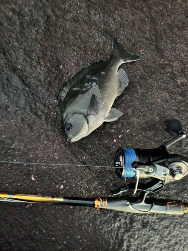 メジナの釣果