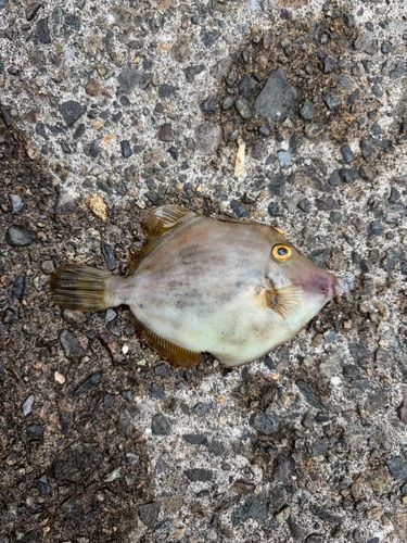 カワハギの釣果