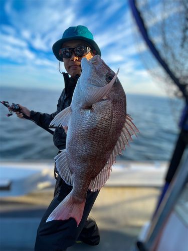マダイの釣果