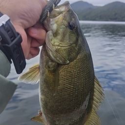 スモールマウスバス