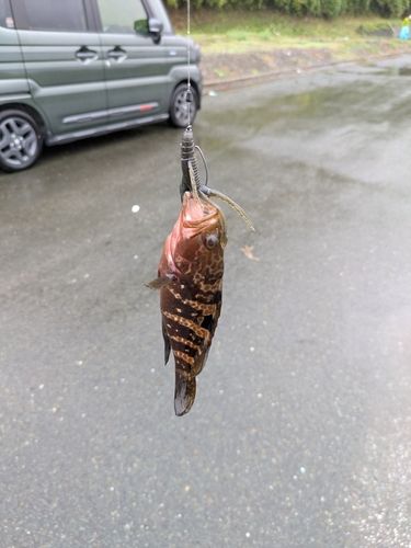 舞鶴湾