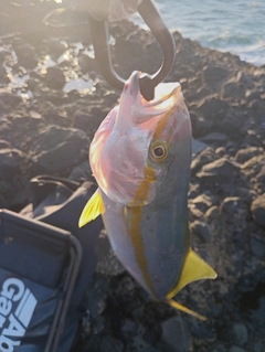 フクラギの釣果