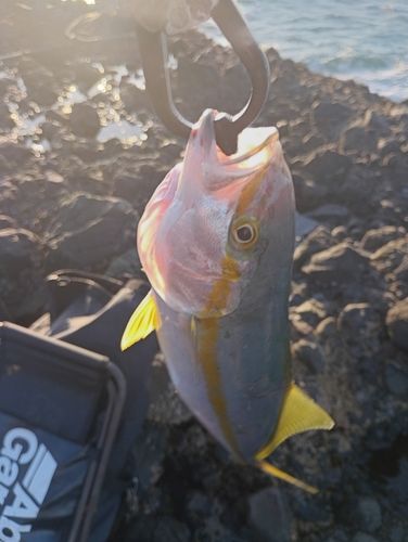 フクラギの釣果
