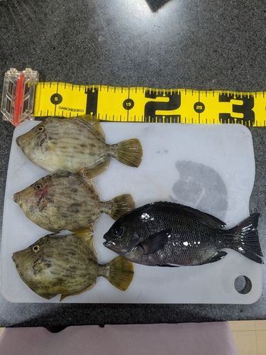 カワハギの釣果
