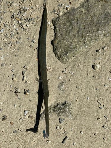 アオヤガラの釣果