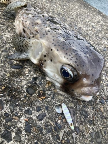 イシガキフグの釣果