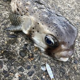 イシガキフグ