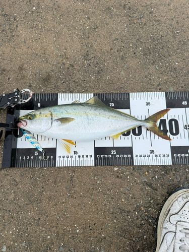 ハマチの釣果