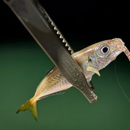 アジ
