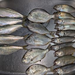 アジ