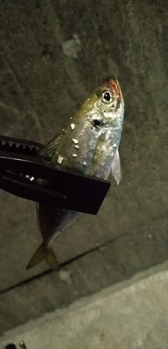 広田湾
