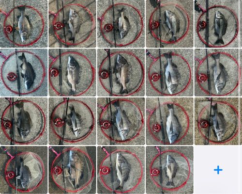 チヌの釣果