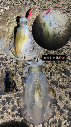 アオリイカの釣果