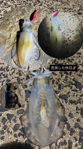 アオリイカの釣果