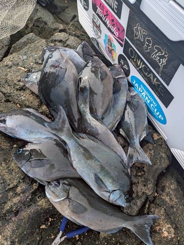 オナガグレの釣果