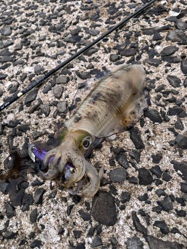 アオリイカの釣果