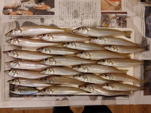 キスの釣果