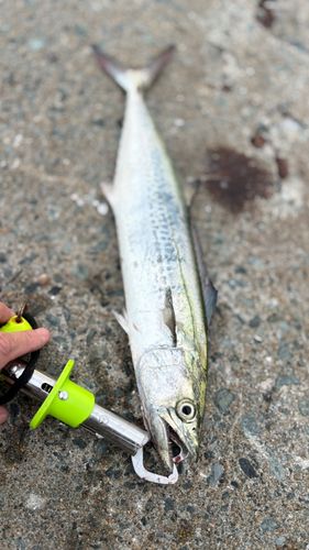 サゴシの釣果