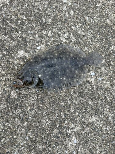 クロガシラガレイの釣果