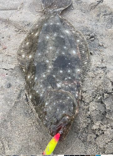 ヒラメの釣果
