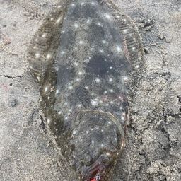 ヒラメ