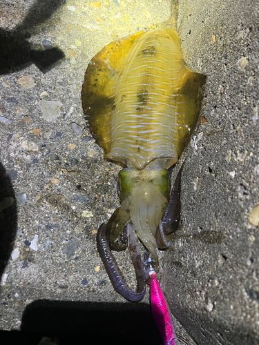 アオリイカの釣果