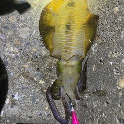 アオリイカ