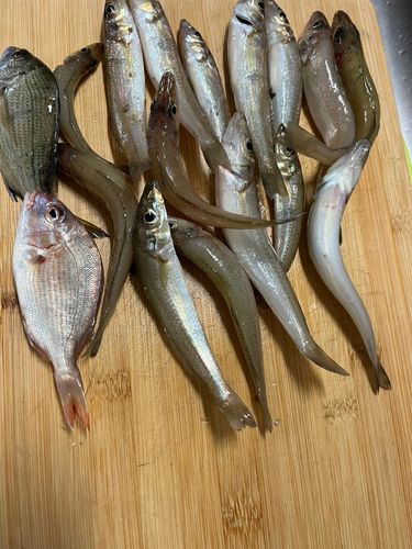 キスの釣果