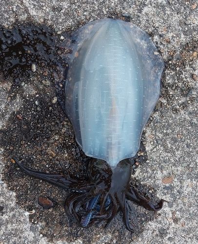 秋田火力発電所前