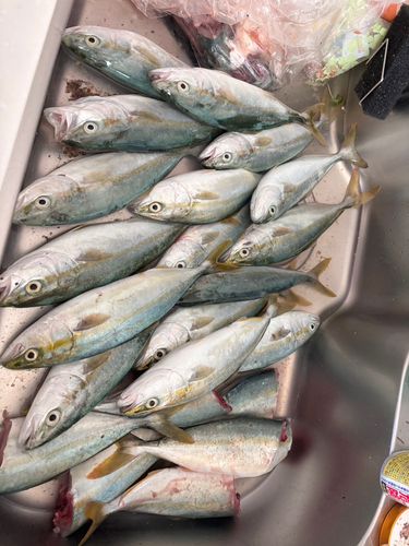 ワカシの釣果