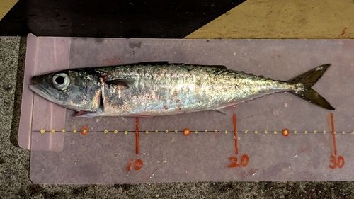 サバの釣果
