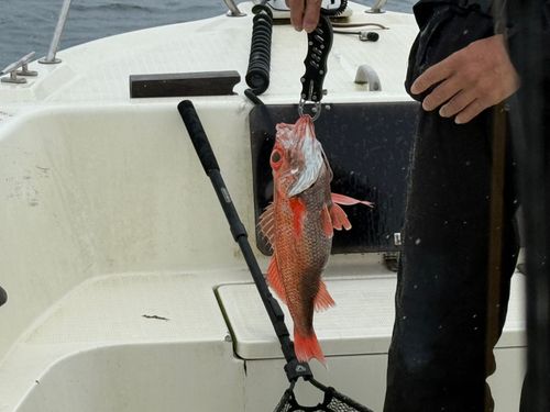 アカムツの釣果