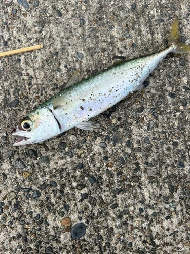サバの釣果