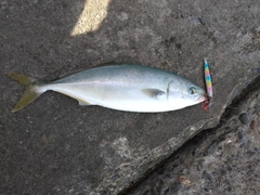 ワカシの釣果