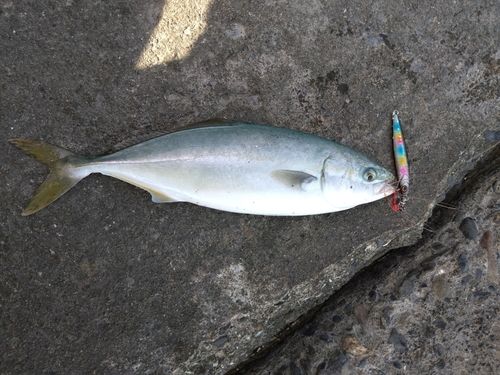 ワカシの釣果