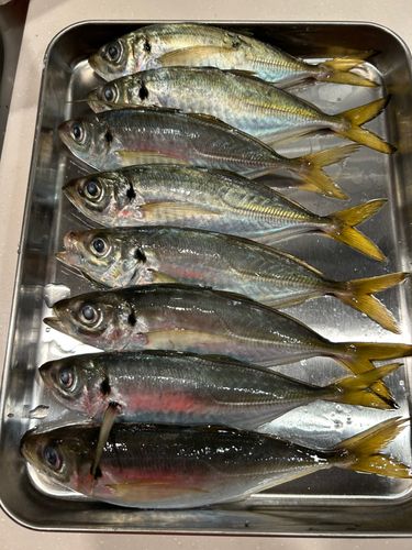 アジの釣果