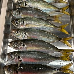 アジ