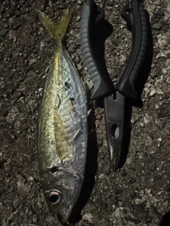 マアジの釣果