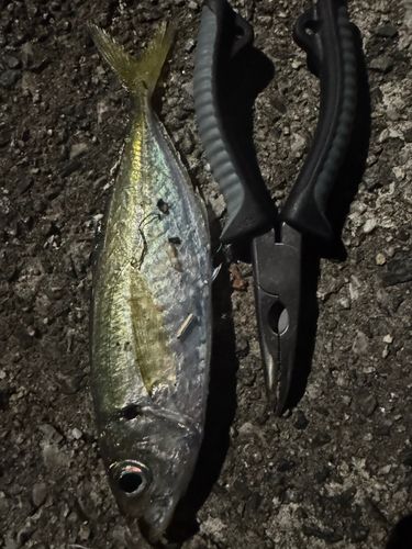 マアジの釣果