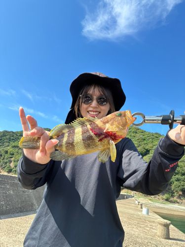 アオハタの釣果