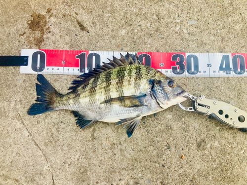 チヌの釣果