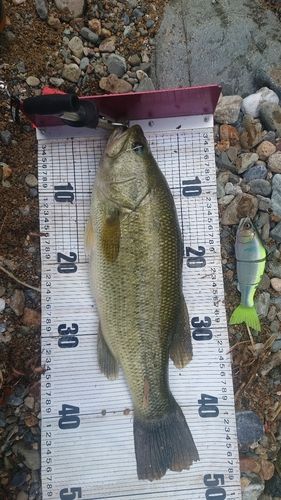 ブラックバスの釣果