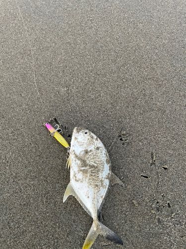 メッキの釣果