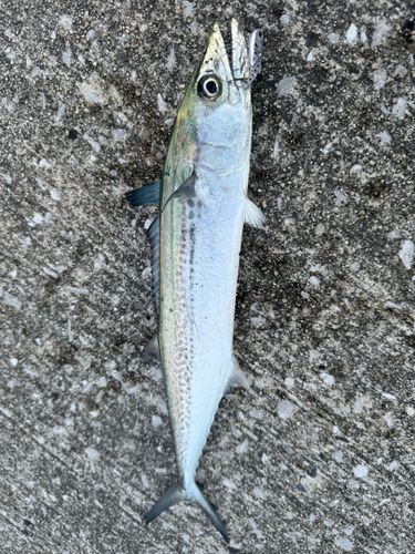 サゴシの釣果