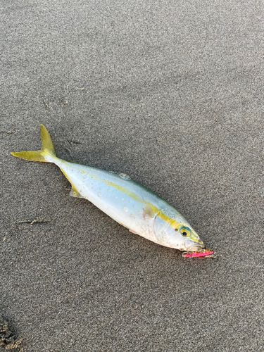 ワカシの釣果