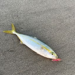 ワカシ
