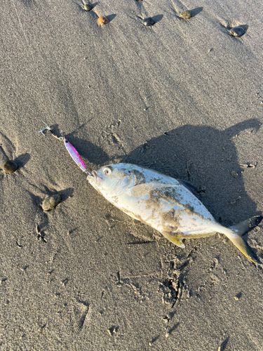 メッキの釣果