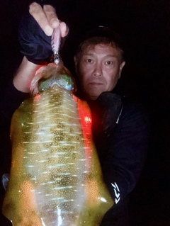 アオリイカの釣果
